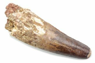 Fossil Spinosaurus Tooth - Feeding Worn Tooth #370517