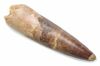 Fossil Spinosaurus Tooth - Real Dinosaur Tooth #370526