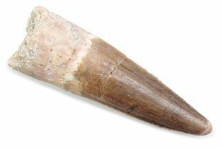 Fossil Spinosaurus Tooth - Real Dinosaur Tooth #370542