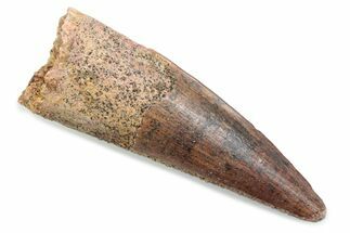 Fossil Spinosaurus Tooth - Real Dinosaur Tooth #370578