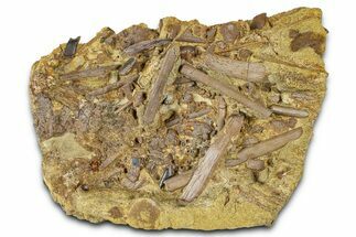 Dinosaur Tendons, Tooth & Gar Scales in Sandstone - Wyoming #370649