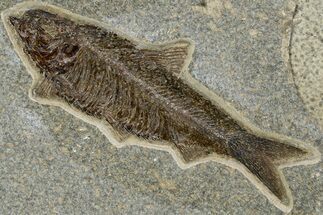 Detailed Fossil Fish (Knightia) - Large For Species #370853