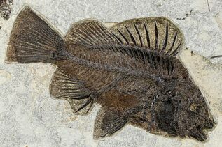 Premium Specimens For Sale