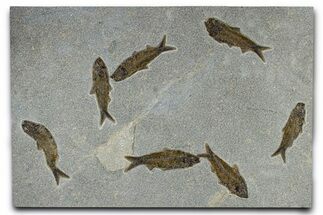 Plate of Seven Fossil Fish (Knightia) - Wyoming #370906