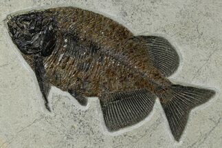 Exquisite Fish Fossil (Phareodus) - Wyoming #370911
