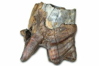 Fossil Woolly Rhino (Coelodonta) Tooth - Siberia #370968