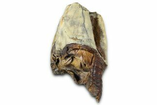 Fossil Woolly Rhino (Coelodonta) Tooth - Siberia #370972