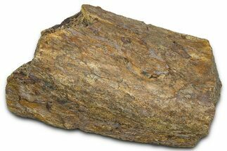 Dinosaur Rib Bone Section - Wyoming #370975