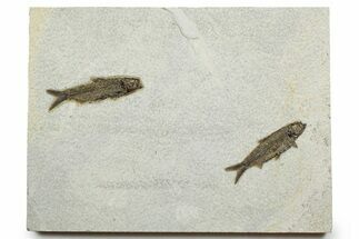 Plate with Two Detailed Fossil Fish (Knightia) - Wyoming #370871