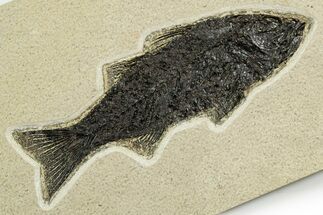 Uncommon Fish Fossil (Mioplosus) - Wyoming #370874