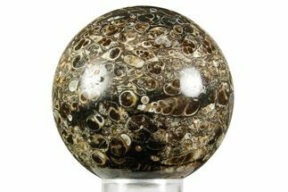 Polished Freshwater Snails (Elimia) In Limestone Sphere - Wyoming #370889