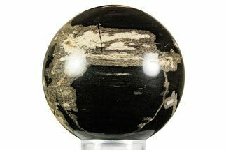 Polished Petrified Wood (Schinoxylon) Sphere - Wyoming #370893