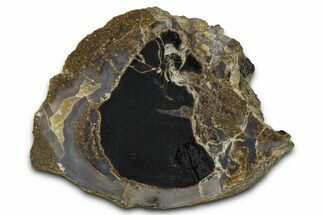 Petrified Wood (Schinoxylon) Limb Section - Blue Forest, Wyoming #371065