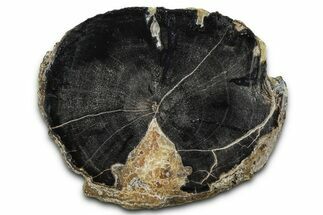 Petrified Wood (Schinoxylon) Limb Section - Blue Forest, Wyoming #371084