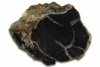 Petrified Wood (Schinoxylon) Limb Section - Blue Forest, Wyoming #371114
