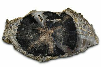 Petrified Wood (Schinoxylon) Limb Round - Blue Forest, Wyoming #371138