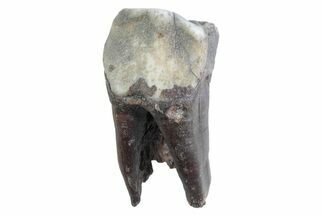 Fossil Woolly Rhino (Coelodonta) Tooth - Siberia #370925