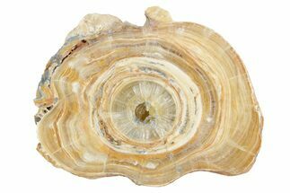 Polished Aragonite Stalactite Slice - Morocco #371028