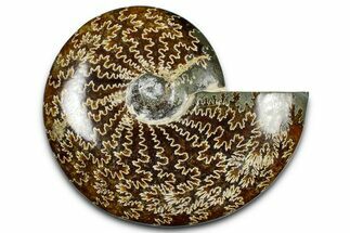 Polished Ammonite (Cleoniceras) Fossil - Madagascar #369614