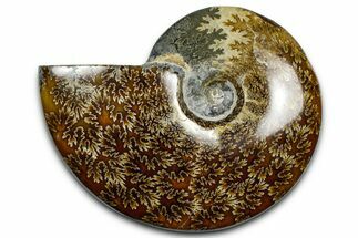 Polished Ammonite (Cleoniceras) Fossil - Madagascar #369620