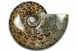 Polished Ammonite (Cleoniceras) Fossil - Madagascar #369623