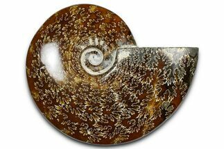 Polished Ammonite (Cleoniceras) Fossil - Madagascar #369626
