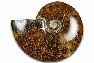 Polished Ammonite (Cleoniceras) Fossil - Madagascar #369629
