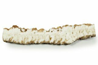 Polished White Plume Agate Slab - Nevada #371196