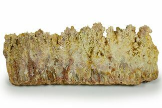 Polished Bella Vista Agate Slab - Oregon #371200