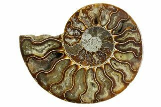 Cut & Polished Ammonite Fossil (Half) - Madagascar #369593