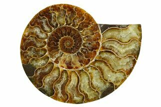 Cut & Polished Ammonite Fossil (Half) - Madagascar #369599