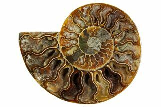 Cut & Polished Ammonite Fossil (Half) - Madagascar #369603