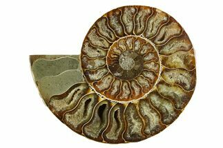 Cut & Polished Ammonite Fossil (Half) - Madagascar #369609