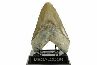 Huge, Fossil Megalodon Tooth - North Carolina #371300