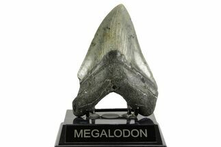 Fossil Megalodon Tooth - North Carolina #371305