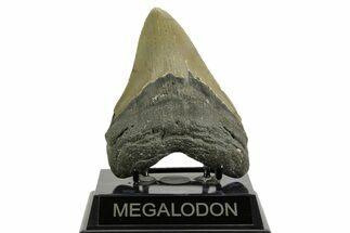 Serrated, Fossil Megalodon Tooth - North Carolina #371309