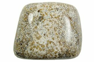 Polished Dinosaur Bone (Gembone) - Morocco #371382