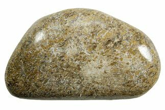 Polished Dinosaur Bone (Gembone) - Morocco #371387