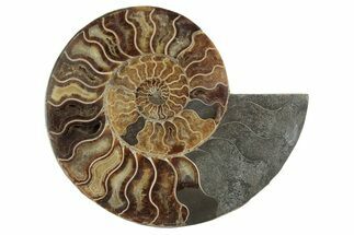 Cut & Polished Ammonite Fossil (Half) - Madagascar #371444