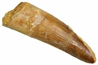 Fossil Spinosaurus Tooth - Real Fossil Tooth #370704