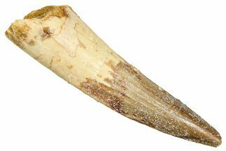 Fossil Spinosaurus Tooth - Real Fossil Tooth #370707