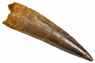 Fossil Spinosaurus Tooth - Real Fossil Tooth #370718