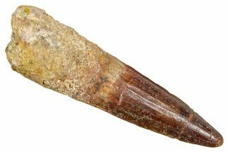 Fossil Spinosaurus Tooth - Real Fossil Tooth #370727