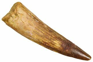 Fossil Spinosaurus Tooth - Real Fossil Tooth #370730
