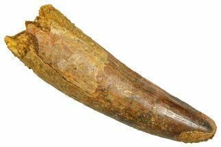 Fossil Spinosaurus Tooth - Feeding Worn Tooth #370744