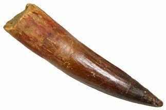 Fossil Spinosaurus Tooth - Real Fossil Tooth #370745