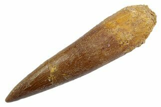 Fossil Plesiosaur (Zarafasaura) Tooth - Morocco #370235