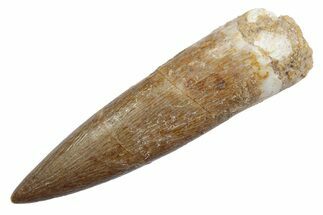 Fossil Plesiosaur (Zarafasaura) Tooth - Morocco #370236