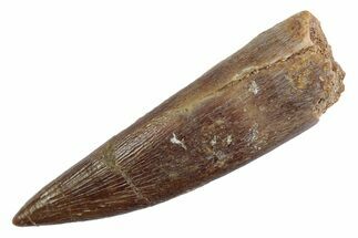 Fossil Plesiosaur (Zarafasaura) Tooth - Morocco #370237
