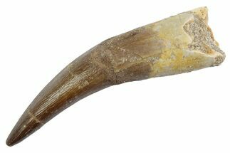 Fossil Plesiosaur (Zarafasaura) Tooth - Morocco #370238